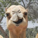 Blame Camels for Common Colds