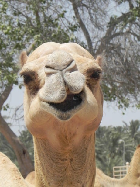 Blame Camels for Common Colds