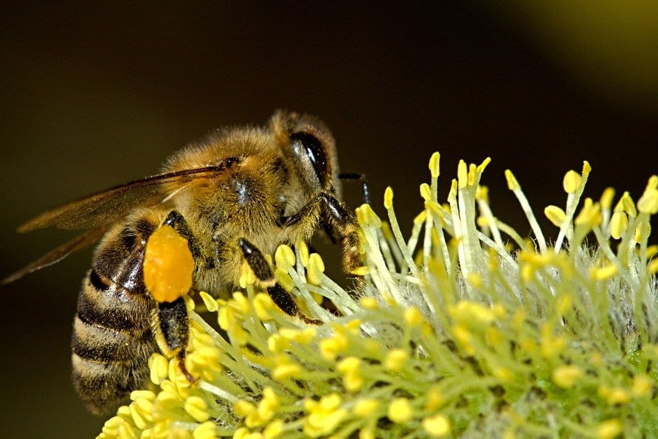 As bee populations dwindle-robot bees may pick up some of their pollination slack