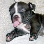 Why Americans need more sleep
