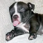 Why Americans need more sleep