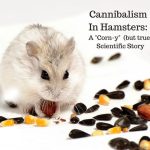 Corn-Based Diet Turns Hamster Moms Into Cannibals