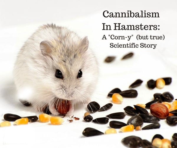 Corn eating Hamster Cannibals; why are these cute animals eating their young 