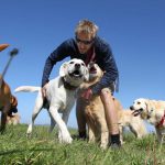 Milk Thistle for Dogs: Unlocking the Potential of a Remarkable Remedy