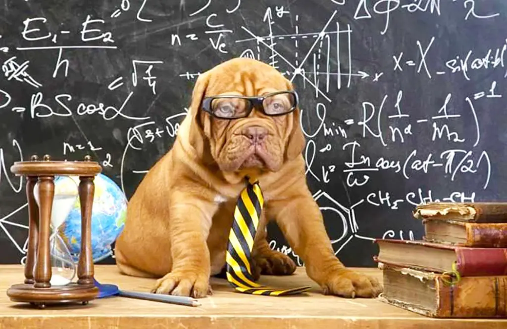 Dogs of the Dow 2024: Bark or Bite Investment Strategy?