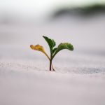 Growth Investing