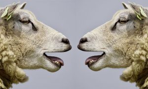 sheep behavior - the Bandwagon Effect