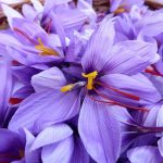 Best Saffron Supplement For health