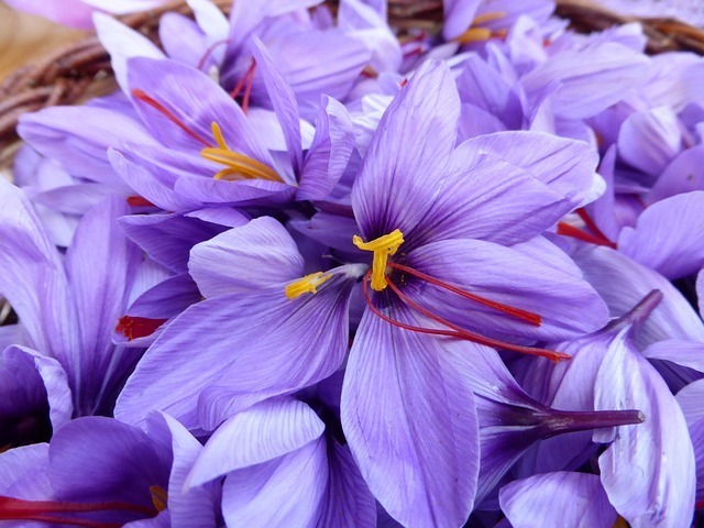 Saffron Supplement