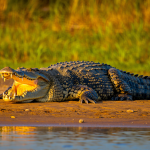 Tax-Loss Harvesting Psychology: Why Investors Do the Opposite of What Works